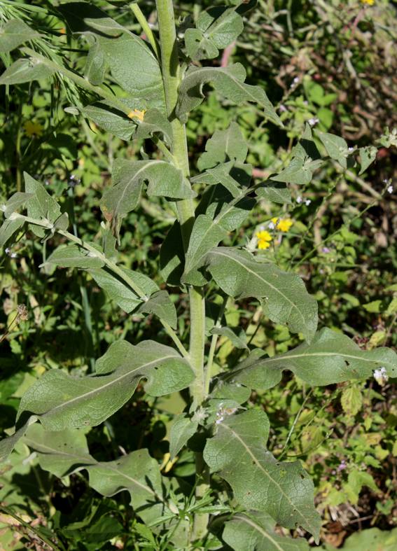 Verbascum sinuatum