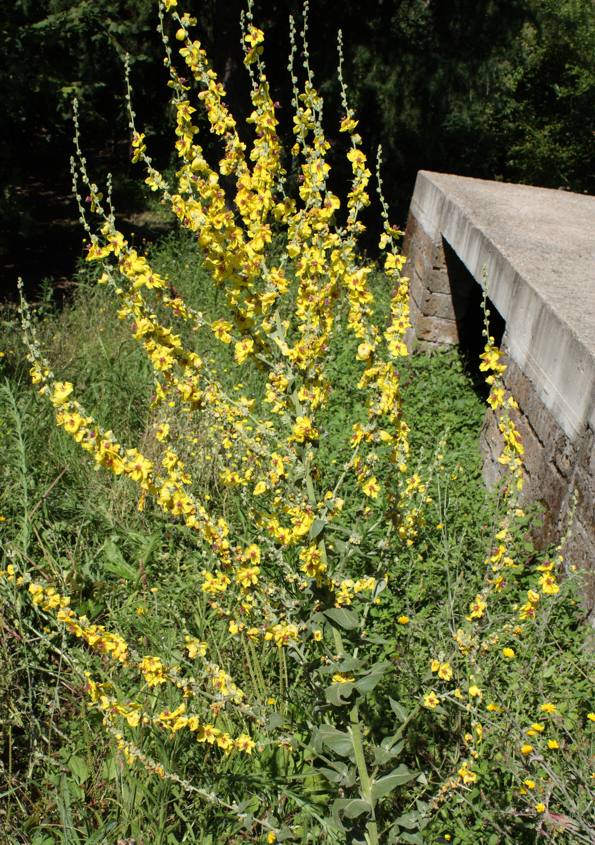 Verbascum sinuatum