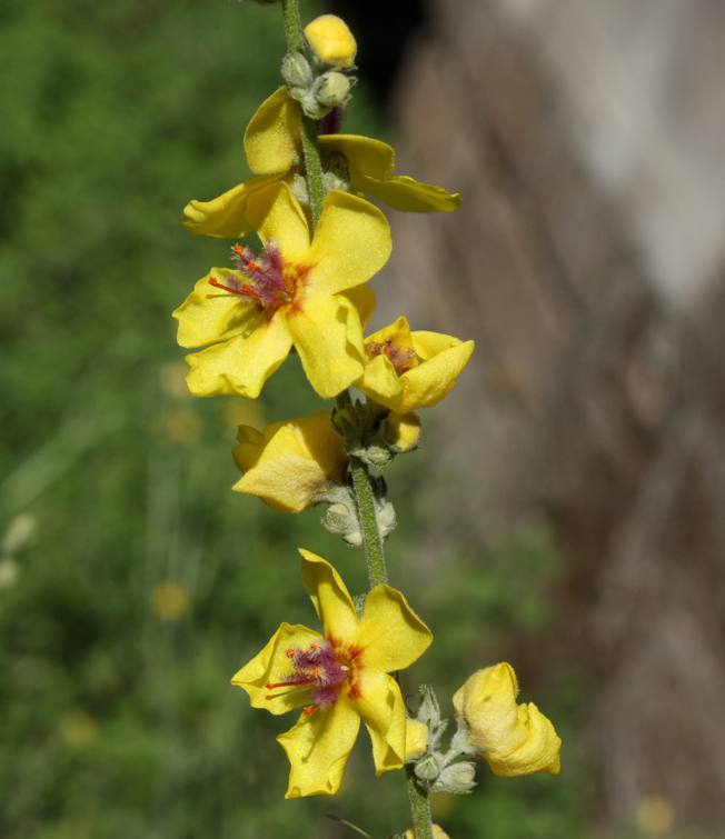 Verbascum sinuatum