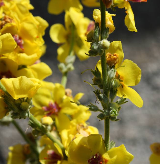 Verbascum sinuatum