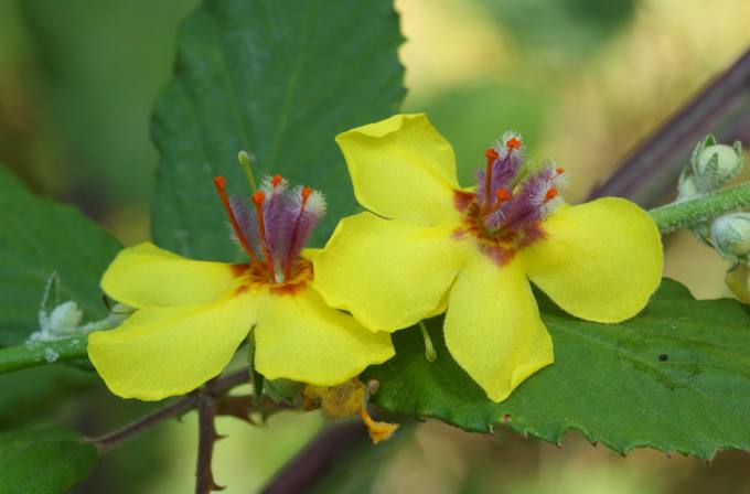 Verbascum sinuatum