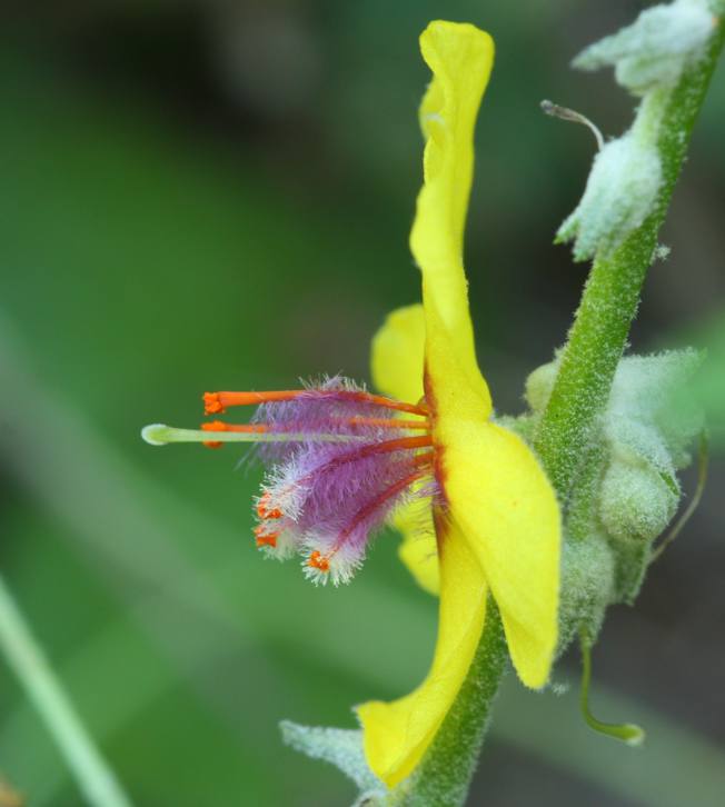 Verbascum sinuatum