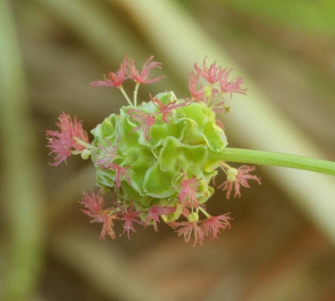 Sanguisorba minor