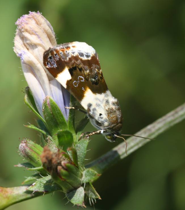 Acontia lucida? S