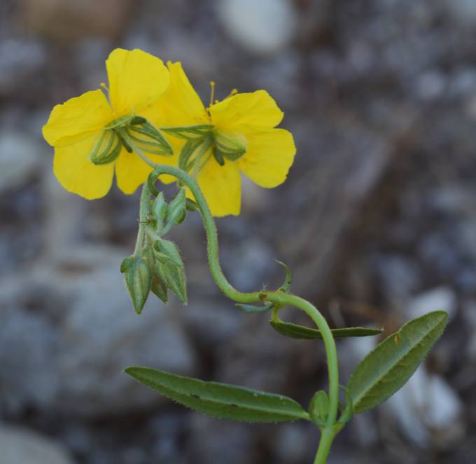 Helianthemum nummularium?