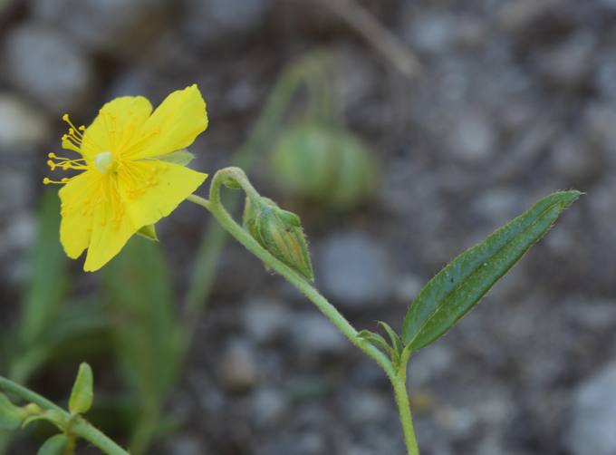 Helianthemum nummularium?