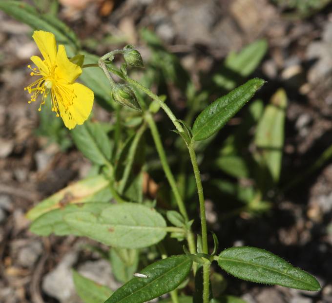 Helianthemum nummularium?