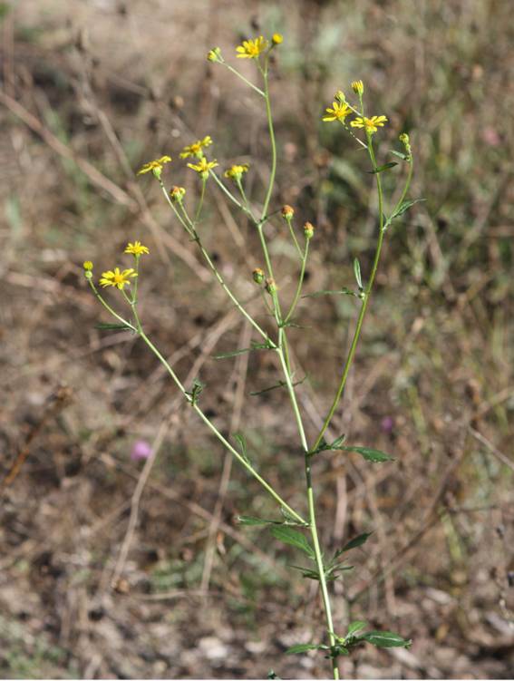 Jacobaea erratica / Senecione erratico