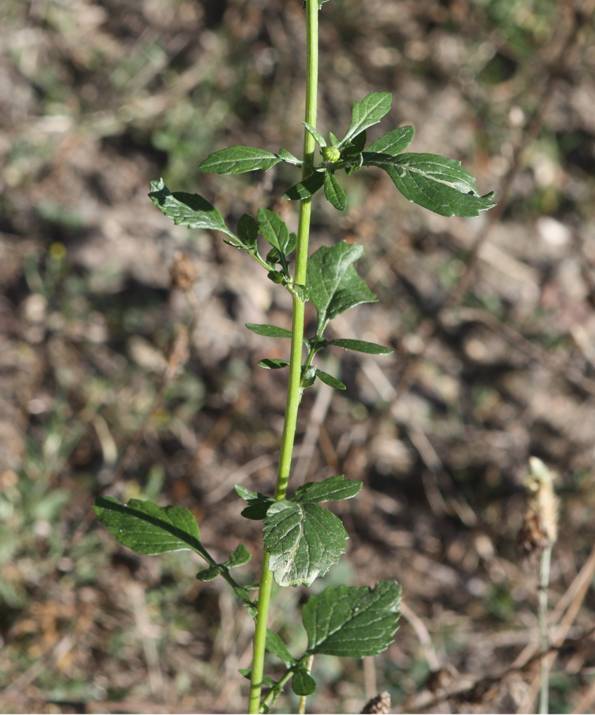 Jacobaea erratica / Senecione erratico