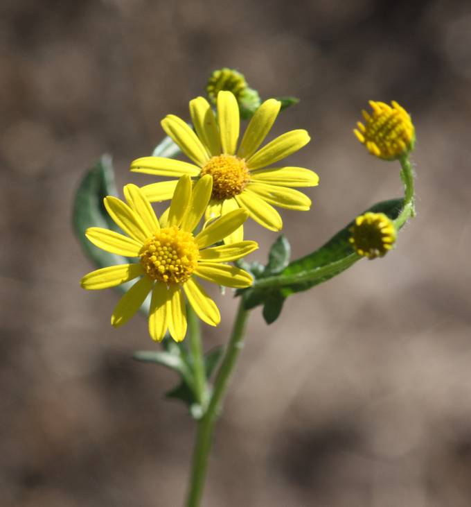 Jacobaea erratica / Senecione erratico