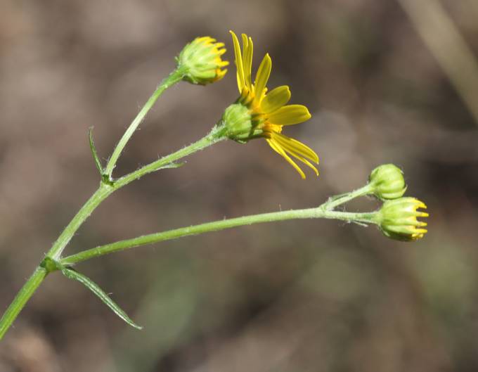 Jacobaea erratica / Senecione erratico