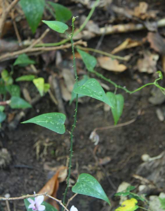 Conferma Smilax aspera