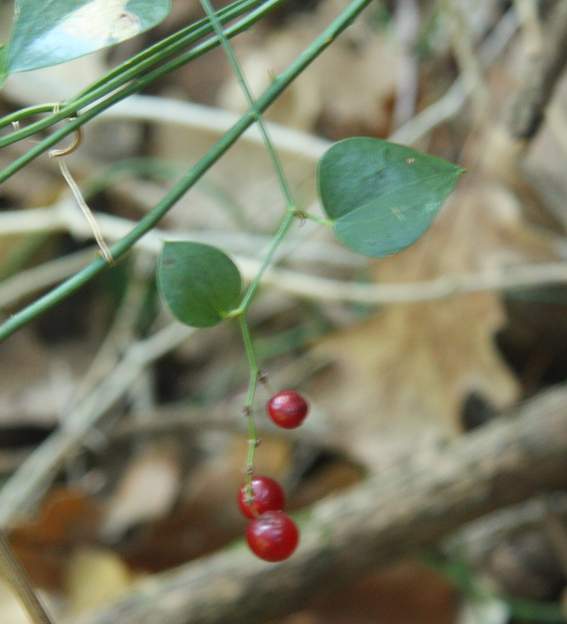 Conferma Smilax aspera