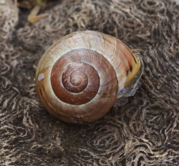 Helicidae da identificare