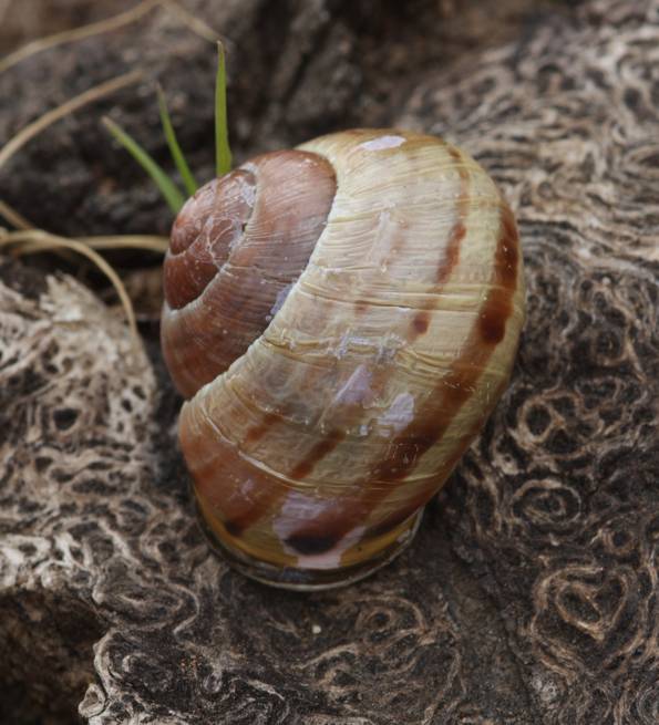 Helicidae da identificare