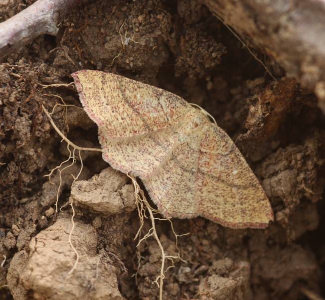 Falena da id. - Cyclophora (Cyclophora) ruficiliaria