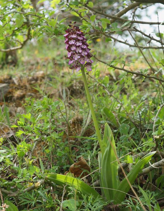 Orchis purpurea