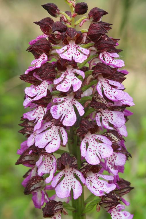 Orchis purpurea