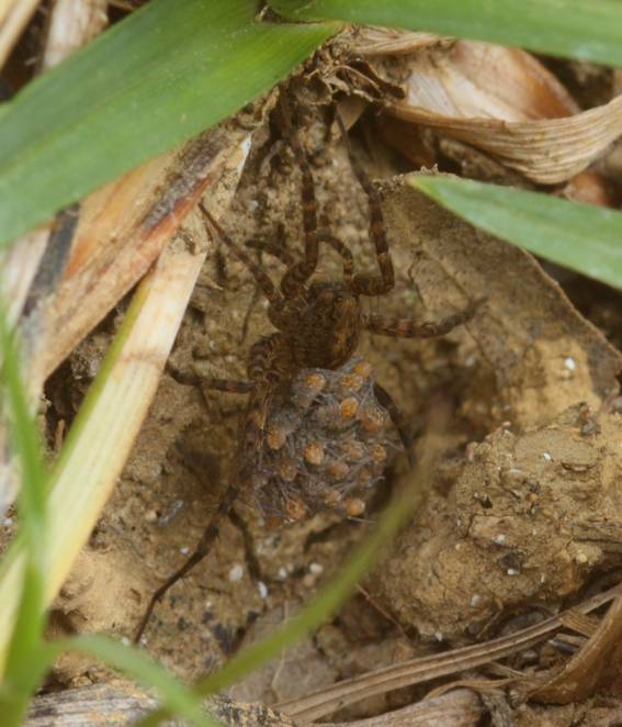 Pardosa sp. - Monterano (RM)