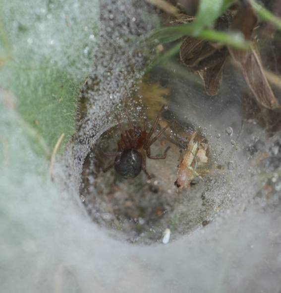 Agelena labyrinthica - Soriano nel Cimino (VT)