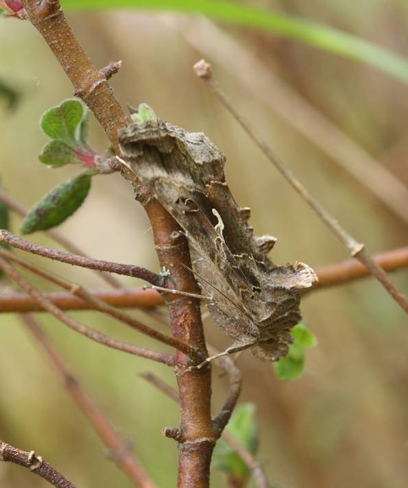 Macdunnoughia confusa? No, Autographa gamma