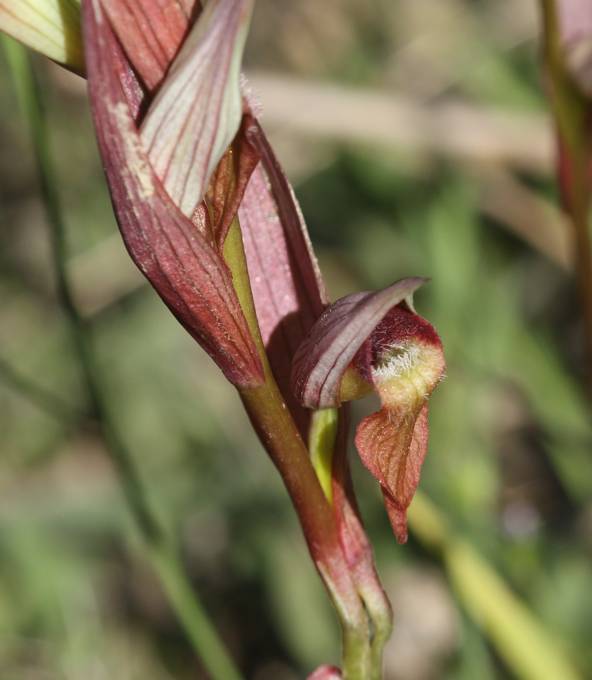 Serapias vomeracea