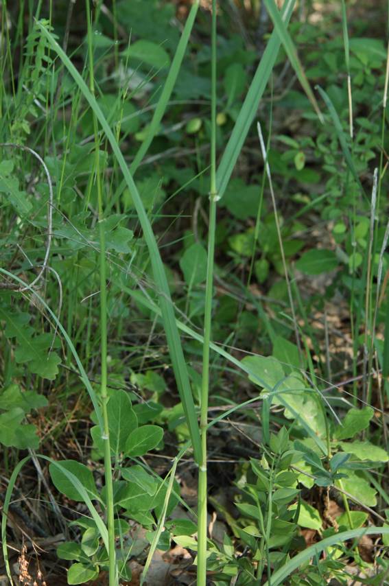 Dactylis glomerata