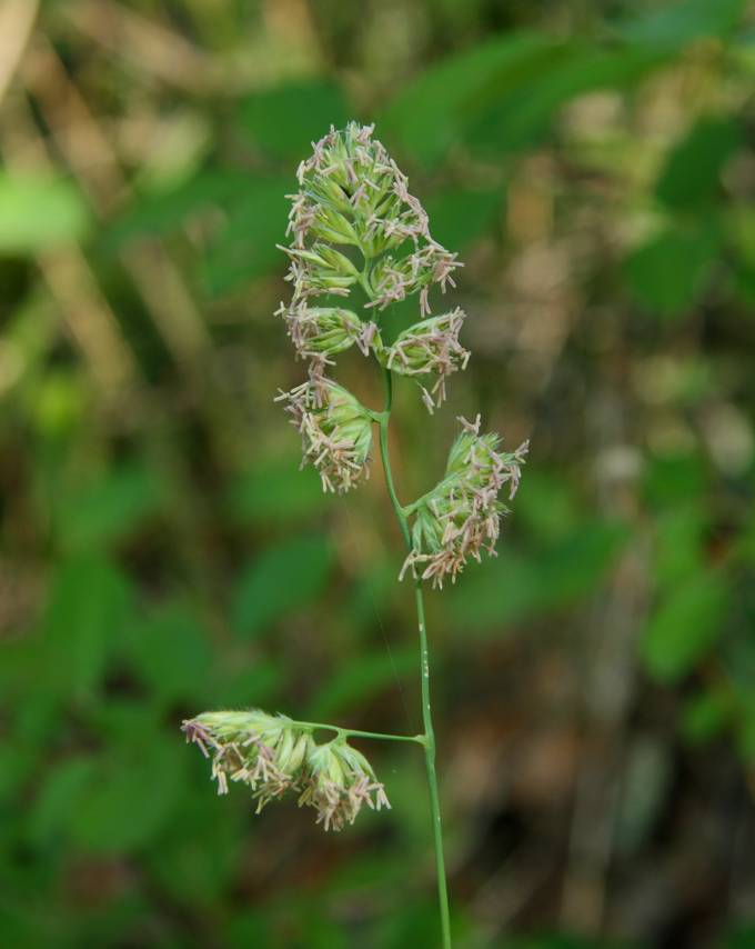 Dactylis glomerata