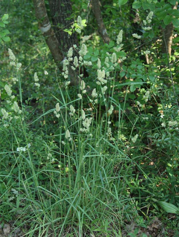 Dactylis glomerata