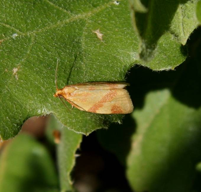 Falena da identificare - Clepsis consimilana