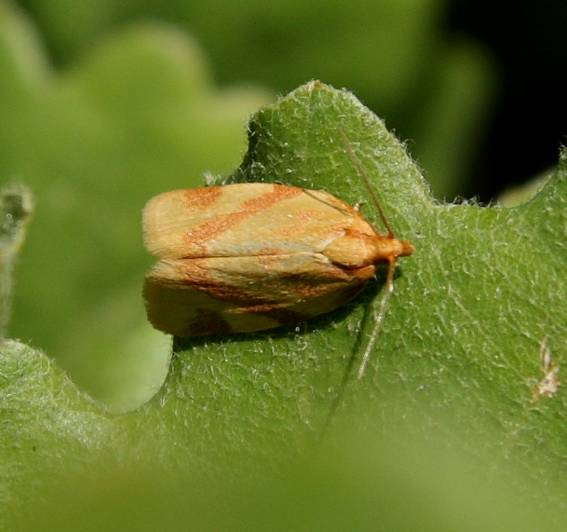 Falena da identificare - Clepsis consimilana