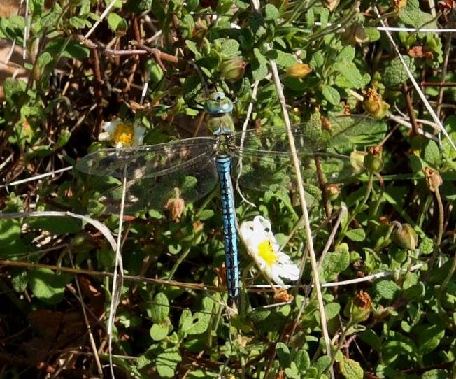 Anax imperator