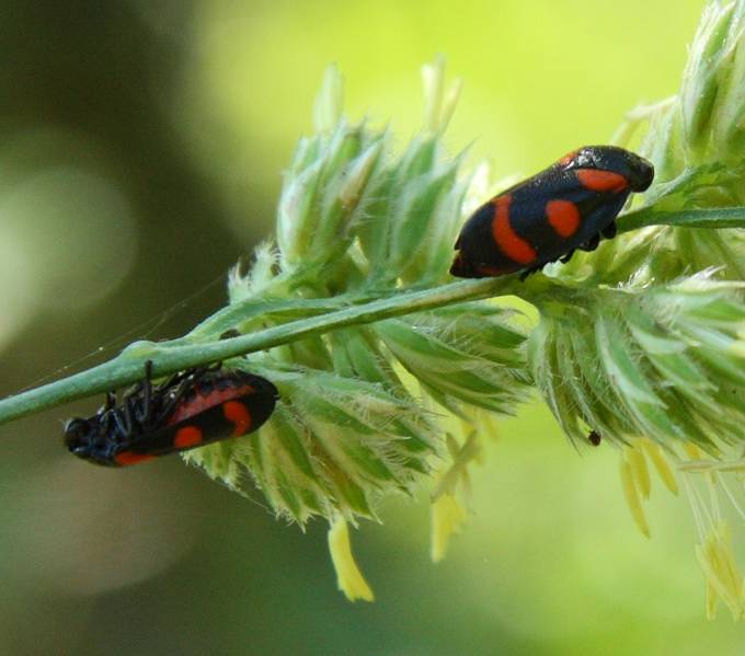 Cercopis arcuata: Lazio