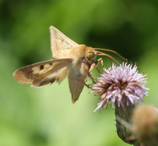 Falena da identificare -  Helicoverpa armigera