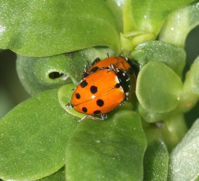 Hippodamia variegata? S.