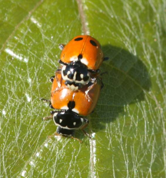 Hippodamia variegata? S.