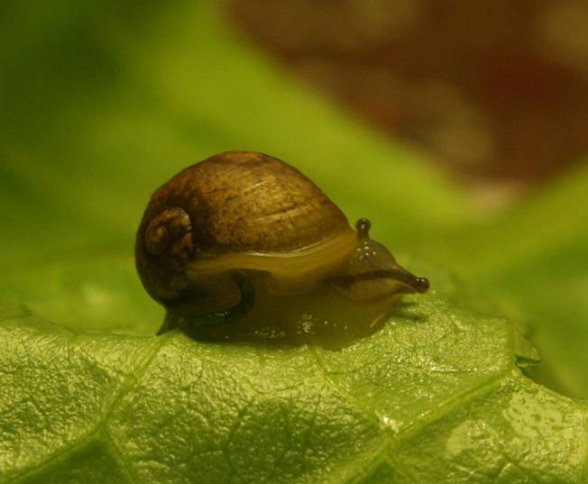 PIccola chiocciola da identificare