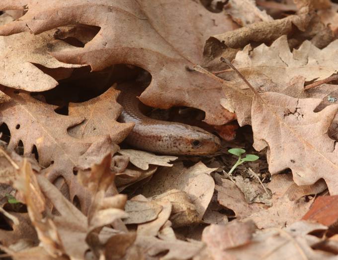 Orbettino (Anguis fragilis)