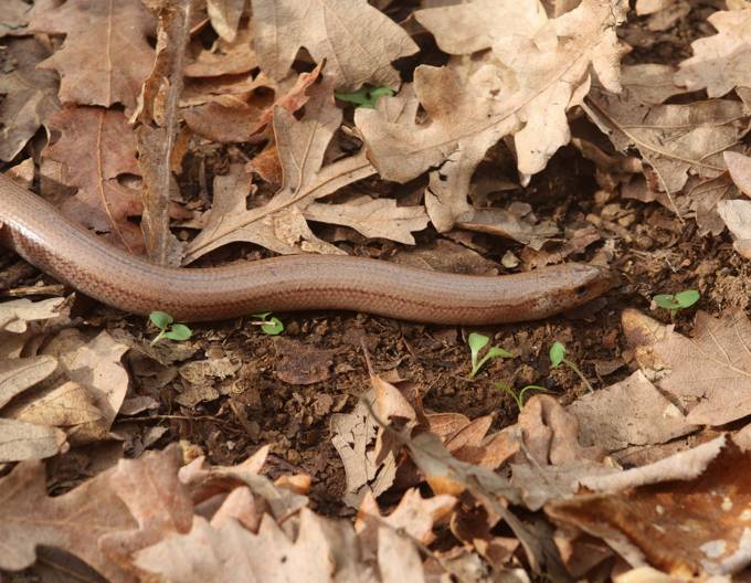 Orbettino (Anguis fragilis)