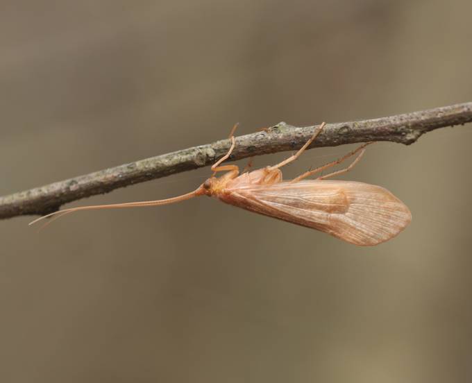 da identificare:  Limnephilidae: cfr. Stenophylax sp.