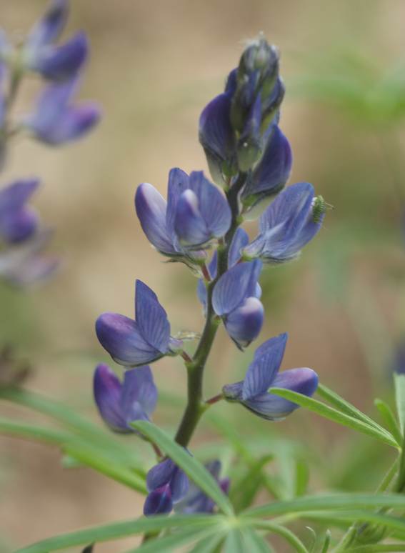 Lupinus angustifolius / Lupino selvatico