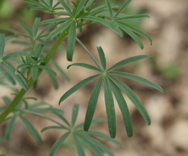 Lupinus angustifolius / Lupino selvatico