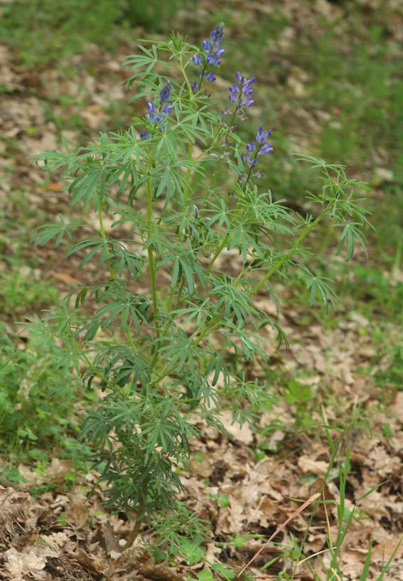 Lupinus angustifolius / Lupino selvatico