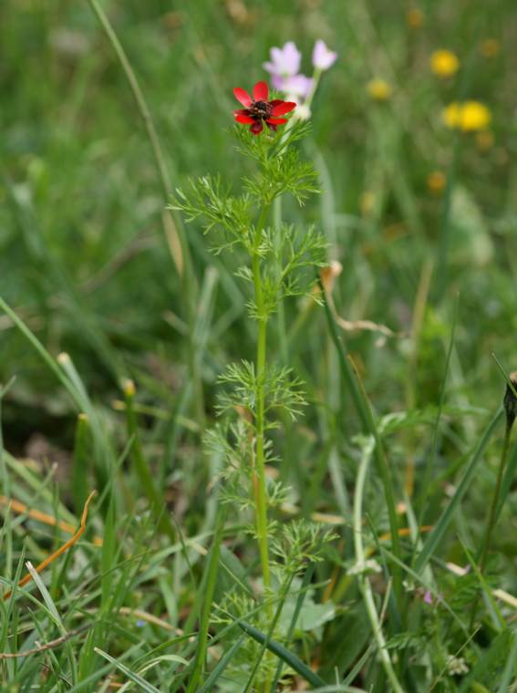 Adonis annua?