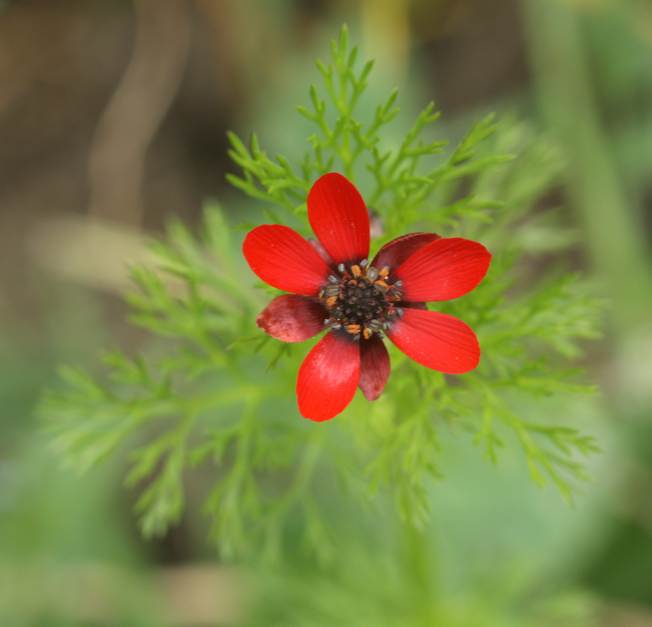 Adonis annua?