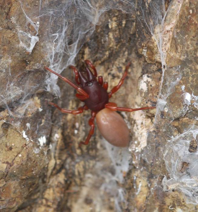 Dysdera sp., femmina   -  parco di Marturanum (VT)