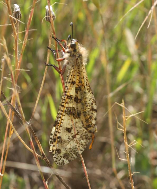 Palpares libelluloides, maschio (Myrmeleontidae)