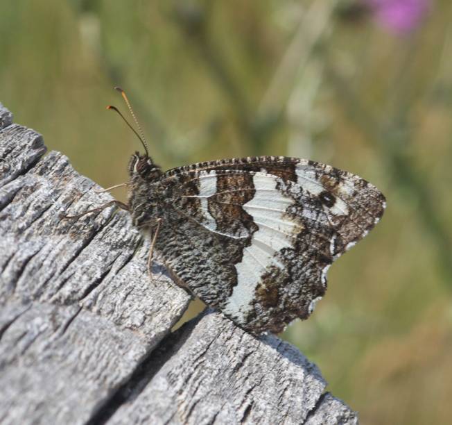 Hipparchia fagi? No, Brintesia circe