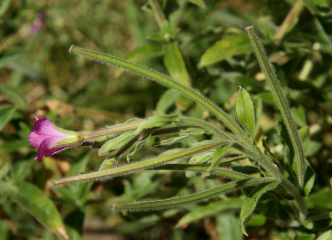 Epilobium hirsutum