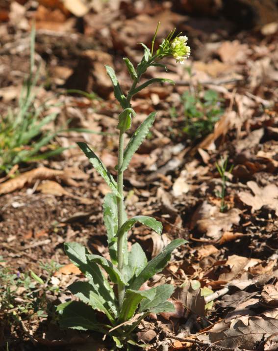 Arabis turrita (Brassicaceae)